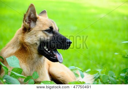 Cão retrato ao ar livre em Prado verde