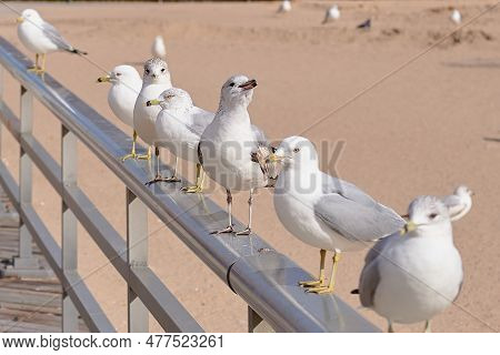 Sea Gull On A Cold, Bright Winter Day Near Brighton Beach