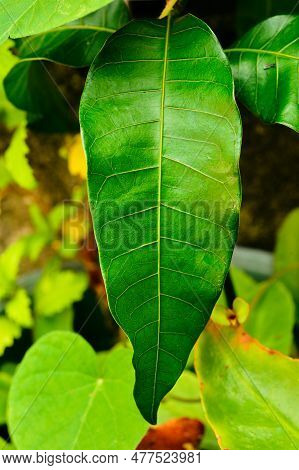 A Long Waxy Leaf In The Backyard