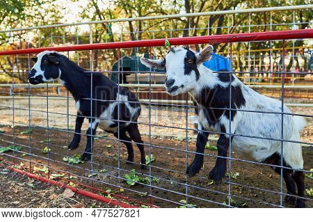 Baby Goats Being Hand Fed In Their Pens At The Farm Fair Exhibition
