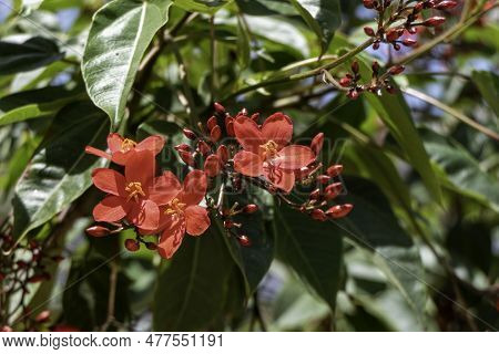 Peregrina, Spicy Jatropha, Jatropha Integerrima, Close Up Small Red Flowers Isolated On Natural Back