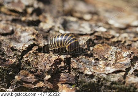 Natural Closeup On The Mediterranean Pillbug Milliped, Glomeris Marginata On Wood