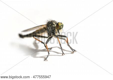 Robber Fly Of The Asilidae Family, Probably Pamponerus Germanicus, Typical Orange Leg Sections, Pred