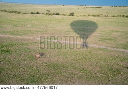 Impala And Hot Air Balloon With Shadow Over The Masaai Mara Reserve In Kenya Africa