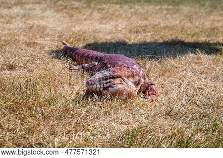 Argentinian Red Tegu Lizard Salvator Rufescens Common In Exotic Pet Trade