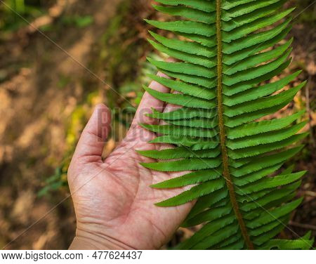 Hand Touching Green Forest Fern Leaf. Close Up Of Explorer Hand In Green Rainy Forest. A Woman's Han