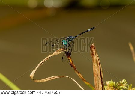 Dragonfly Insect With Transparent Wings Over Leaf