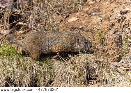 The Groundhog (marmota Monax), Also Known As A Woodchuck
