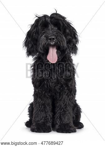 Cute Black Labradoodle, Sitting Up Facing Front. Looking Straight To Camera. Isolated On A White Bac