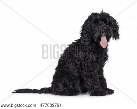Cute Black Labradoodle, Sitting Side Ways. Looking Straight To Camera. Tongue Out, Panting. Isolated