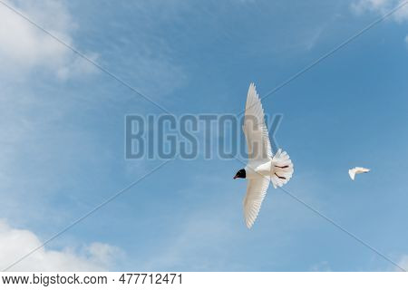 Seabirds In Flight In The Sky. Mediterranean Gull (ichthyaetus Melanocephalus).