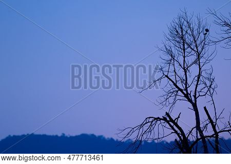 The Sunset Doing Chang The Many Sky Color And Have Seluate Tree.