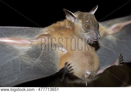 Bat Are Sleeping In The Cave Hanging On The Celling Period Midday