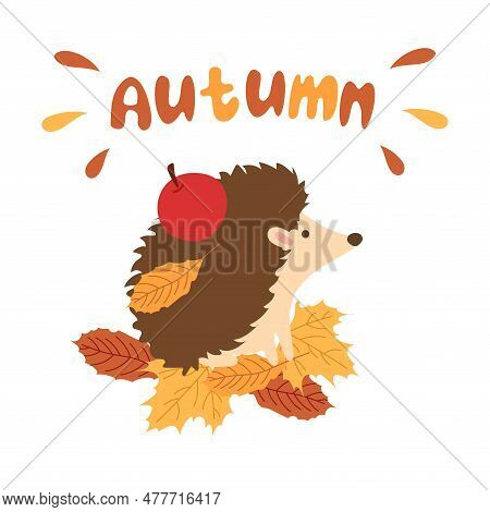 A Hedgehog In An Autumn Forest Carries An Apple On Its Back, Orange Golden Leaves. A Cute Forest Dwe