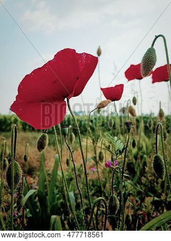 Poopy Meadow Landscape View, Dark Green Red Colours, Italy
