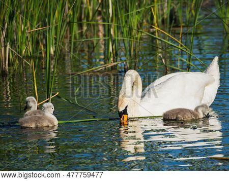 Swan With Babies Swimming In The Lake Trying To Get Food