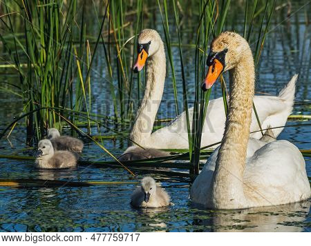 Two Swans With Babies Swimming In The Lake Trying To Get Food