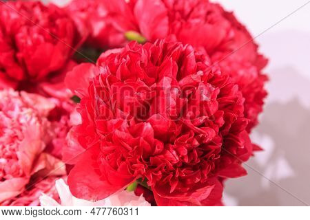 Paeonia Flower, Full Double, Large, Deep Red  Peony Command Performance, Blooming Paeonia Lactiflora