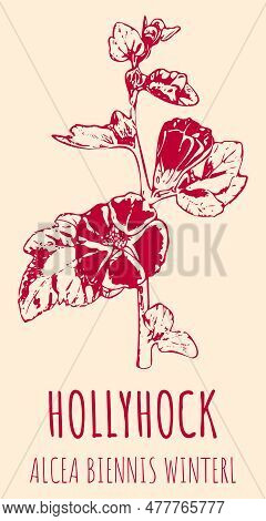 Vector Drawings Hollyhock. Hand Drawn Illustration. Latin Name Alcea Biennis .