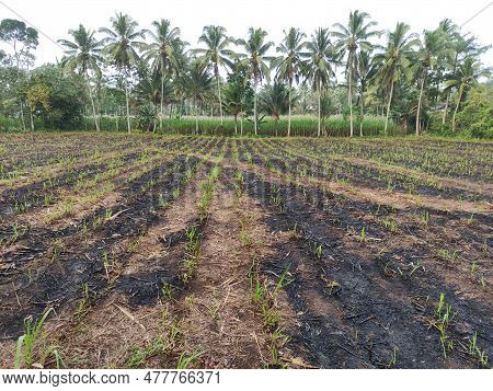 Sugarcane Plantations That Have Been Harvested Are Only The Remains Of Plants That Have Been Burned 