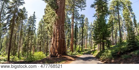 Panorama Of A Road Through Giant Sequoia In Sequoia National Park In California, Usa