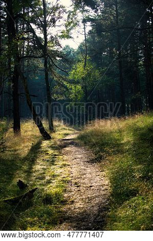 Narrow Dirt Path Winds Its Way Through An Old-growth Forest, Surrounded By Tall Trees And Lush Veget