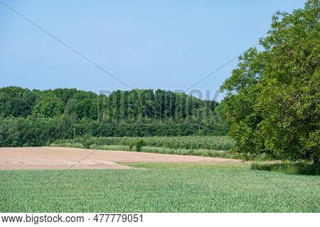Agriculture Fields With Rye, Wheat And Woods At The Flemish Countryside Around Kerkom, Boutersem, Be