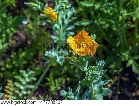 Glaucium Flavum, Yellow Horned Poppy, Papaveraceae. Wild Plant Listed In The Red Book.