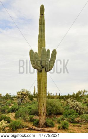 The Sonora Desert In Central Arizona Usa With An Old Saguaro And Cholla Cactus