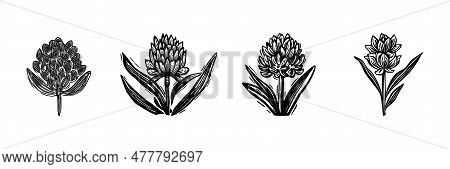 Linotype Floral Icon Collection In Whimsical Vector Art. Decorative Foliate Design For Rustic Botany