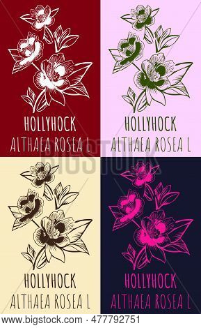 Set Of Vector Drawing Of Hollyhock  In Various Colors. Hand Drawn Illustration. Latin Name Althaea F