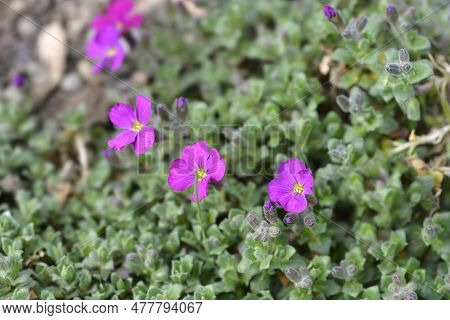 Aubrietia Audry Red Flowers In The Winter