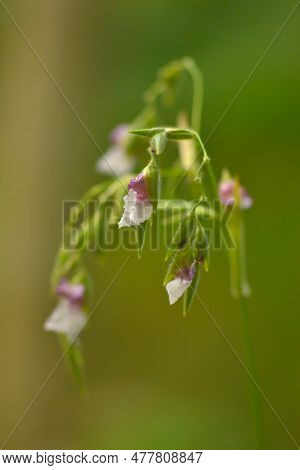 Close Up Of Thalia Geniculata Flower That Is Commonly Known As Alligator Flag, Arrowroot Or Water Ca