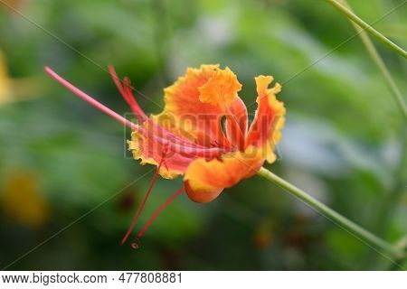 Kembang Merak (caesalpinia Pulcherrima) Is A Plant Native To Asia And Africa. Red To Orange And Yell