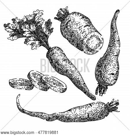 Parsnip White Root Set Hand Drawn. Fresh Raw, Food Vegetable, Plant Vegetarian, Parsley Nature, Natu