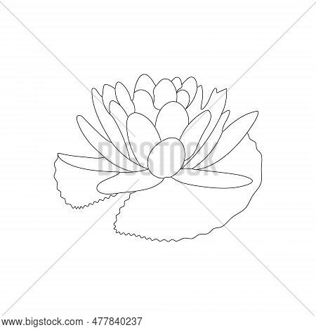 Water Lilies Flower Coloring Page