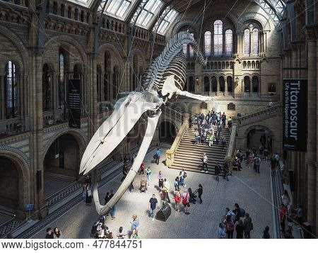 Hintze Hall At The Natural History Museum In London