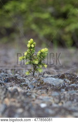 Young Pine Tree Growing On The Ground, Close-up View.