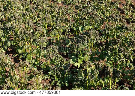 Potato Plants Damaged By The Frost. Potato Plants Showing Signs Of Frost Damage To Leaves. Potato Ag
