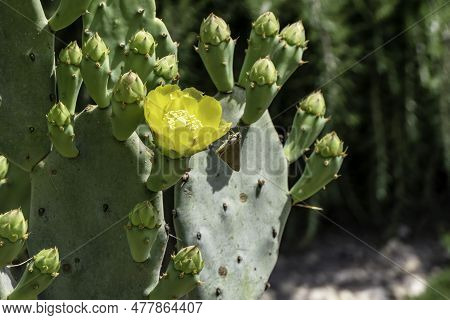 Bright Yellow Flowers Of Prickly Pear Cactus Opuntia Between Green Prickly Leaves