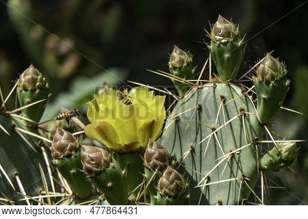 Bright Yellow Opuntia Prickly Pear Cactus Flowers With Bees Around Them