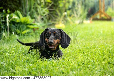 Black And Tan Dachshund Puppy Is Playing With A Ball On The Green Grass