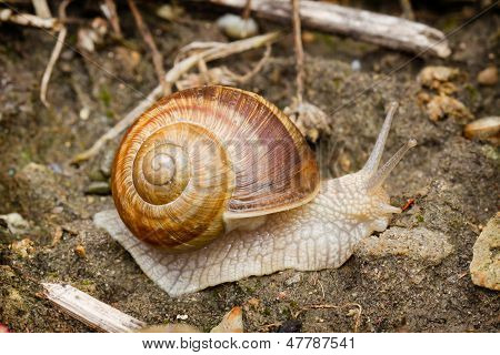 Snail