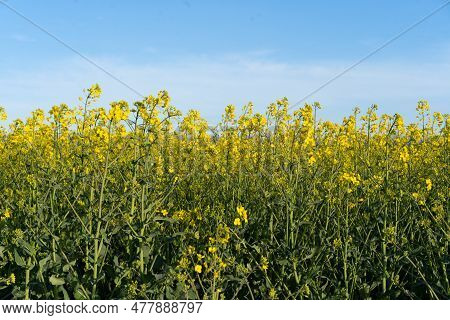 Field Of Colza Rapeseed Yellow Flowers And Blue Sky. Oilseed, Canola, Colza.