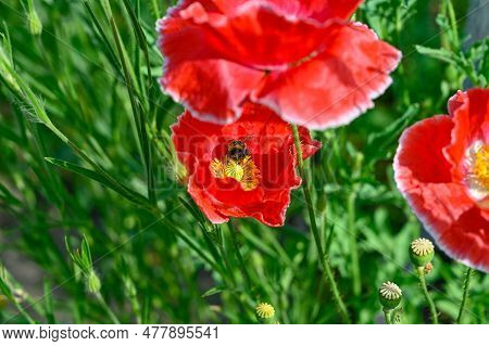 Bumblebee Collecting Pollen In Big Red Poppy Flower