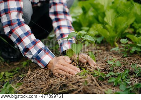 Hands Holding And Caring A Green Young Plant. Care About Environment.