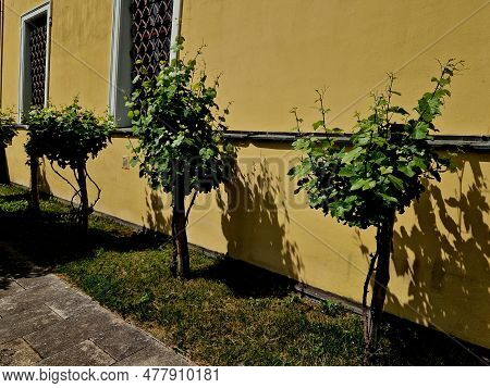 Wooden Wine Trellises. Brick Red Wall With Recessed Lights And Drainage Pipes For Draining Drainage 