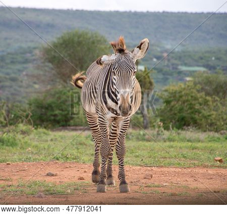 Zebra In Nature In Laikipia Conservancy, Kenya, Africa