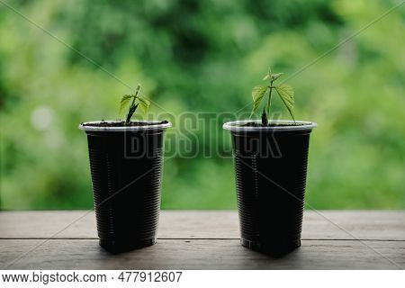 Plastic Bags And Plastic Bottles Reused As Containers For Growing Plants. Green Tree On Plastic Bott