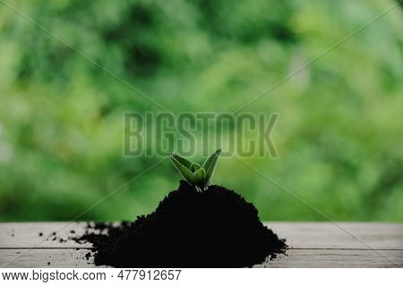 Plastic Bags And Plastic Bottles Reused As Containers For Growing Plants. Green Tree On Plastic Bott